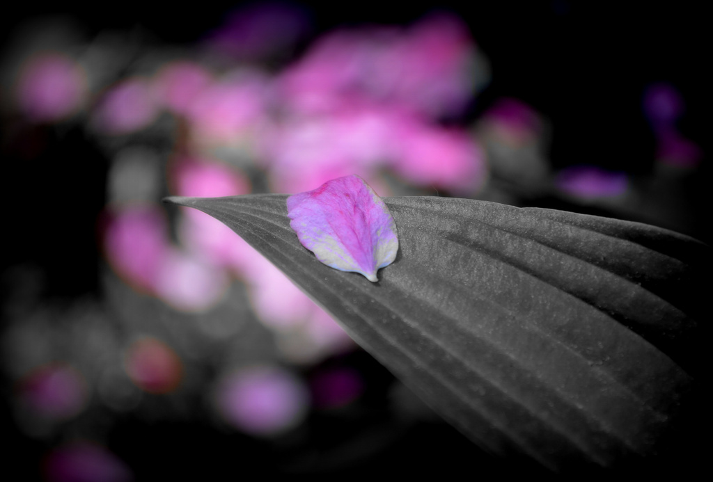 petal on leaf by vankrey