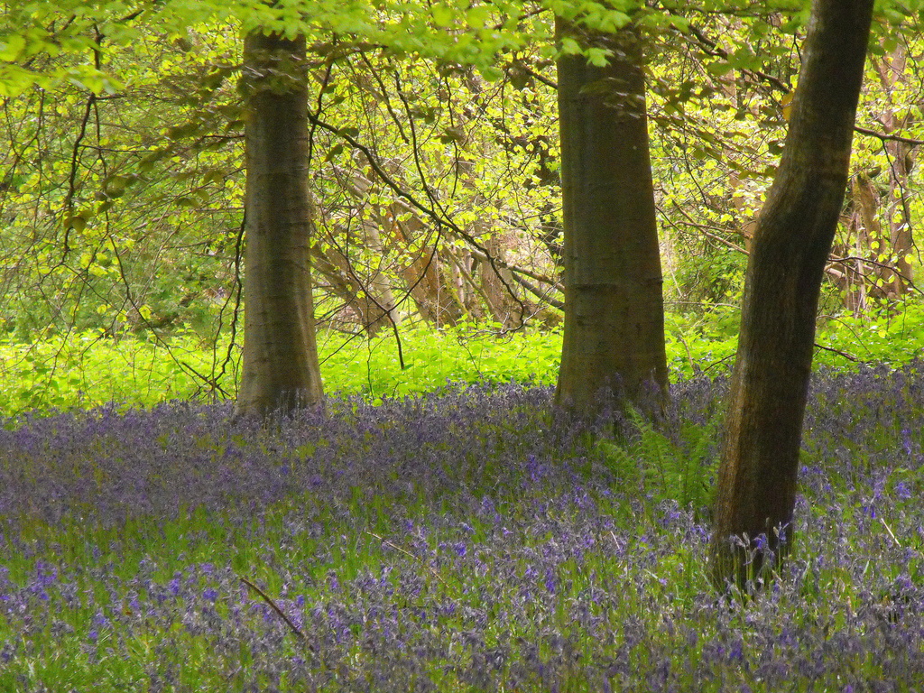 Bluebell woods... by snowy