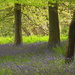 Bluebell woods... by snowy