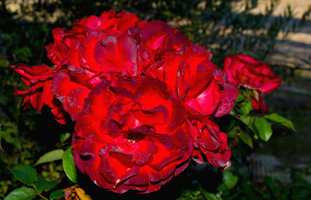 Rose by salza