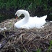 Swan Patiently Waiting by bizziebeeme