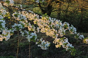 9th May 2013 - Bough of Blackthorn