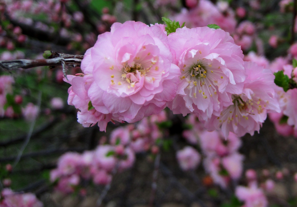 Spring Flowering Shrub by dakotakid35