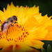 Working Bee by jankoos