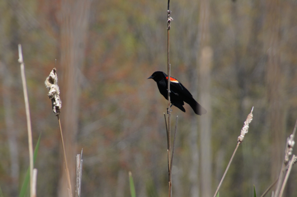 Redwing Blackbird in the Cat-tails by rob257