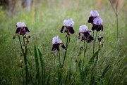 18th May 2013 - Volunteer Bearded Irises