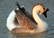 18th May 2013 - Chinese Goose in the evening sunshine