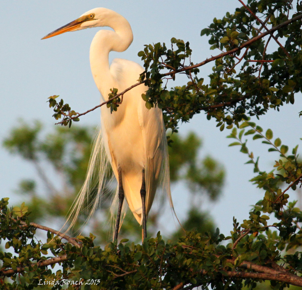 Egret basking in the evening sun by grannysue