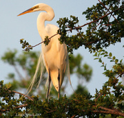 17th May 2013 - Egret basking in the evening sun
