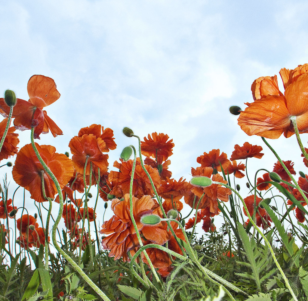 Wild Poppies by pdulis