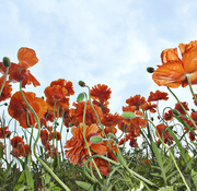18th May 2013 - Wild Poppies