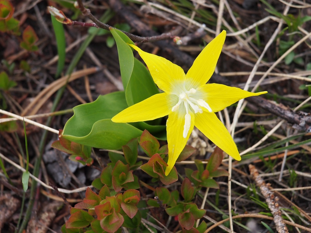 Glacier Lily by peterdegraaff