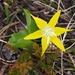 Glacier Lily by peterdegraaff
