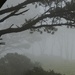 trees in fog by yaorenliu