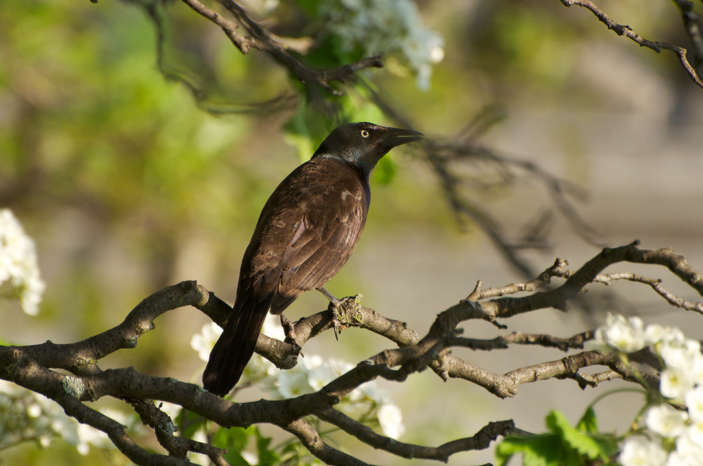 Brown and Black Bird - Wildlife! by taffy