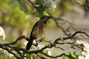 18th May 2013 - Brown and Black Bird - Wildlife!