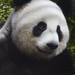 Panda by sugarmuser