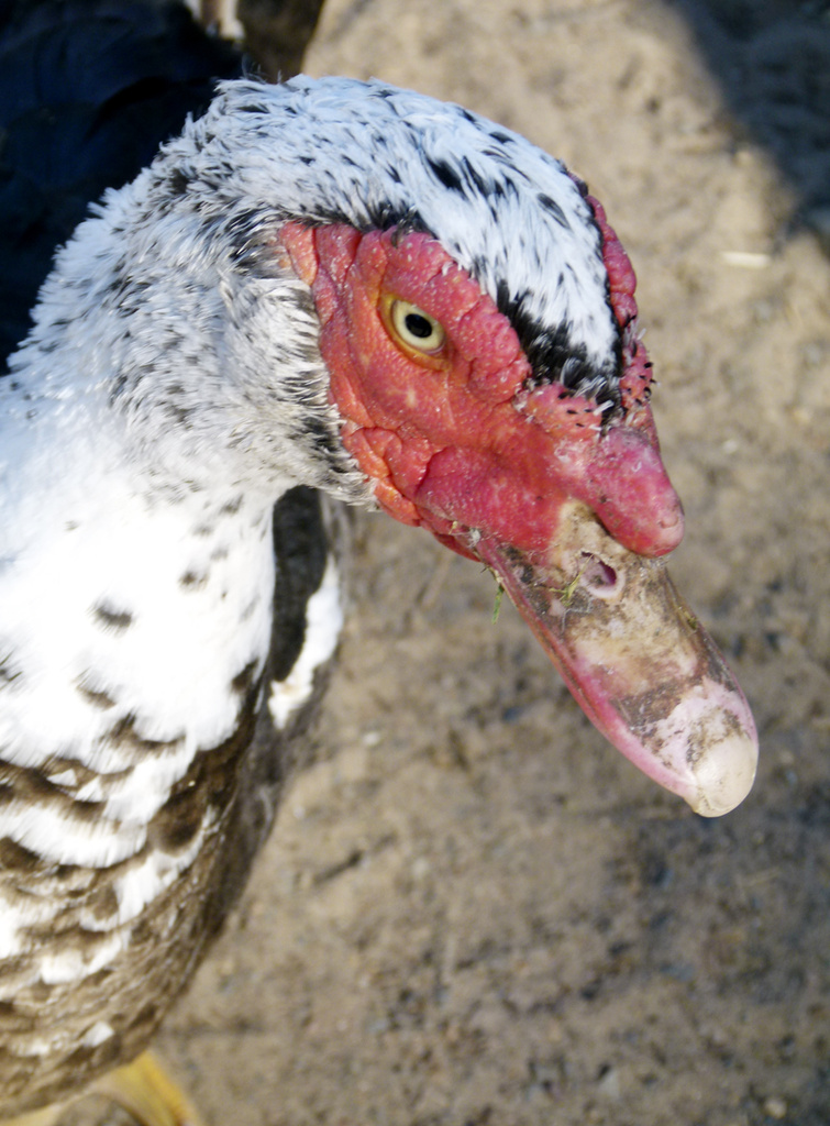  Muscovy Duck by onewing
