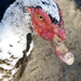  Muscovy Duck by onewing