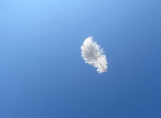 18th May 2013 - Just a Feather
