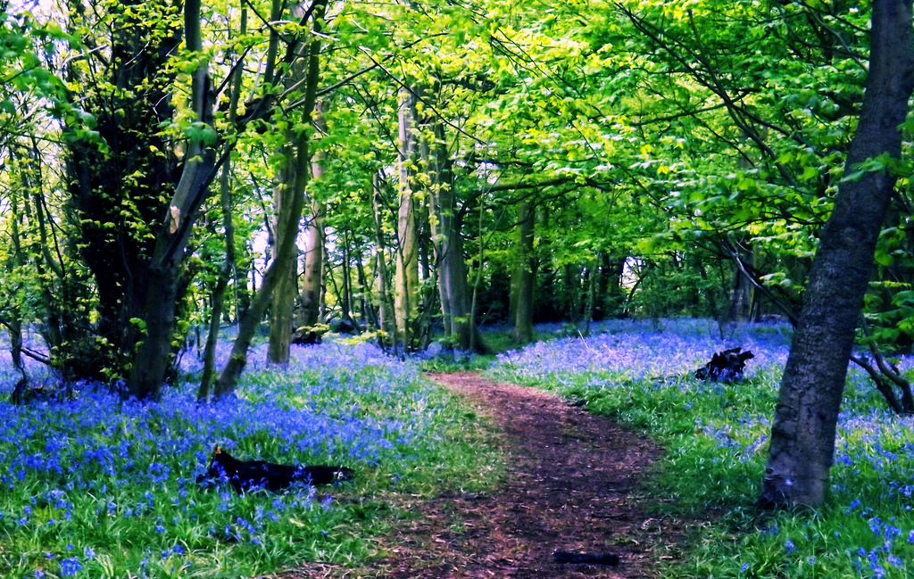 Bluebell Wood 2013 by itsonlyart