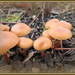 Fungi by kiwiflora