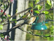 19th May 2013 - Goldfinches