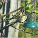Goldfinches by carolmw