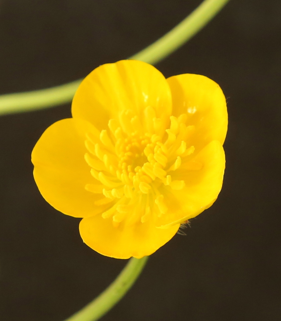 Buttercup by padlock