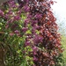 Purple lilac and red maple tree  by bruni