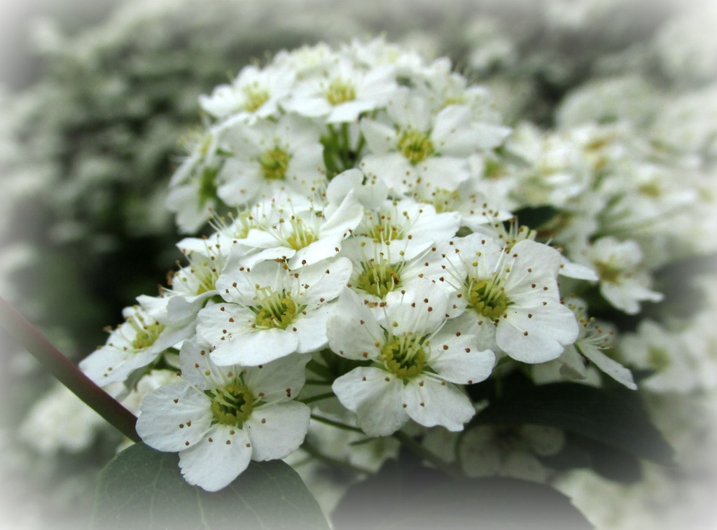 White blossoms by mittens