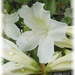 azalea in white by mjmaven