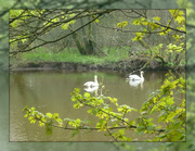 19th May 2013 - Haddo swans