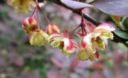 19th May 2013 - 'blossom' of berberis - in our front garden