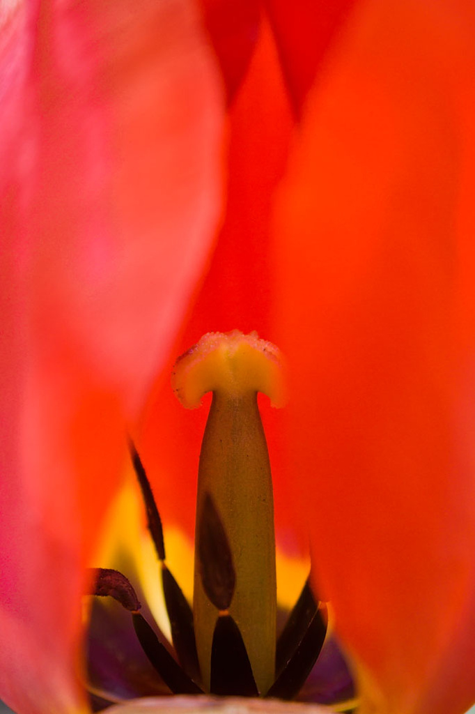 Inside a Tulip by harveyzone