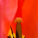 Inside a Tulip by harveyzone