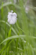 19th May 2013 - Feathered Grass.