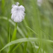 Feathered Grass. by gamelee
