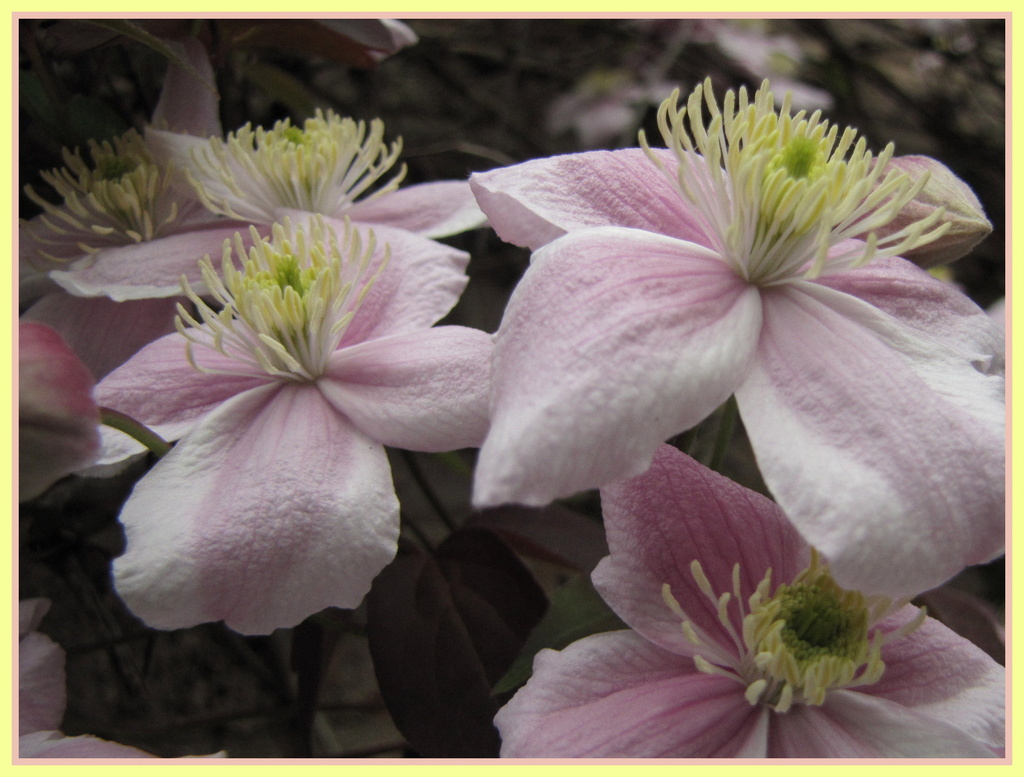 Clematis montana by busylady