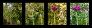 17th May 2013 - Allium Collage