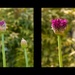 Allium Collage by nicolaeastwood