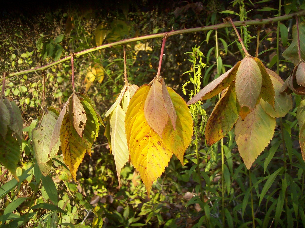 Leaves by julie