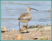 19th May 2013 - Curlew