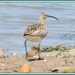 Curlew by rosiekind