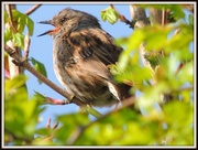 19th May 2013 - Sing birdie sing