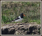 18th May 2013 - Oyster catcher