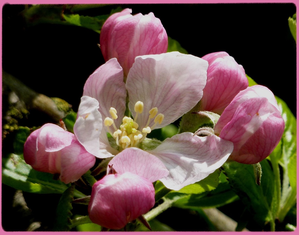 Apple blossom by craftymeg