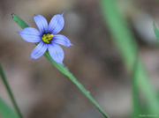 16th May 2013 - “Blue-eyed grass”