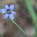 “Blue-eyed grass” by rhoing