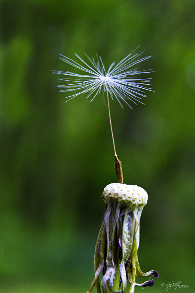 Dandelion Seeds 2 by skipt07